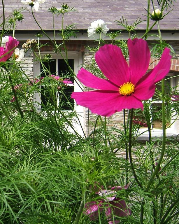 Rhosygilwen Courtyard Bed and Breakfast Cilgerran Exterior foto